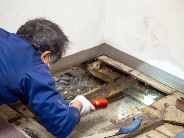 Best Attic Mold Remediation in Palm Valley, FL