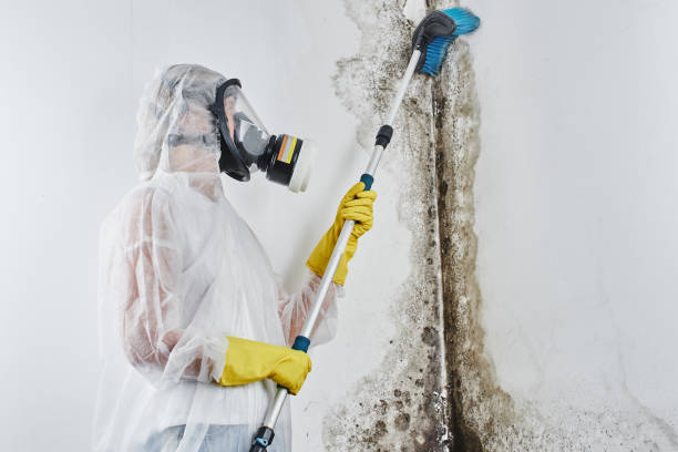 Best Mold Testing and Inspection Services in Palm Valley, FL